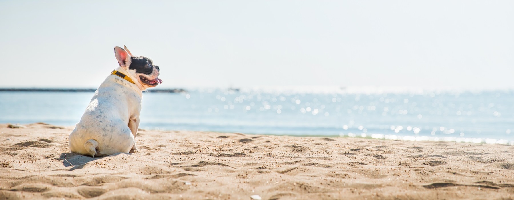 a dog sitting on a beach